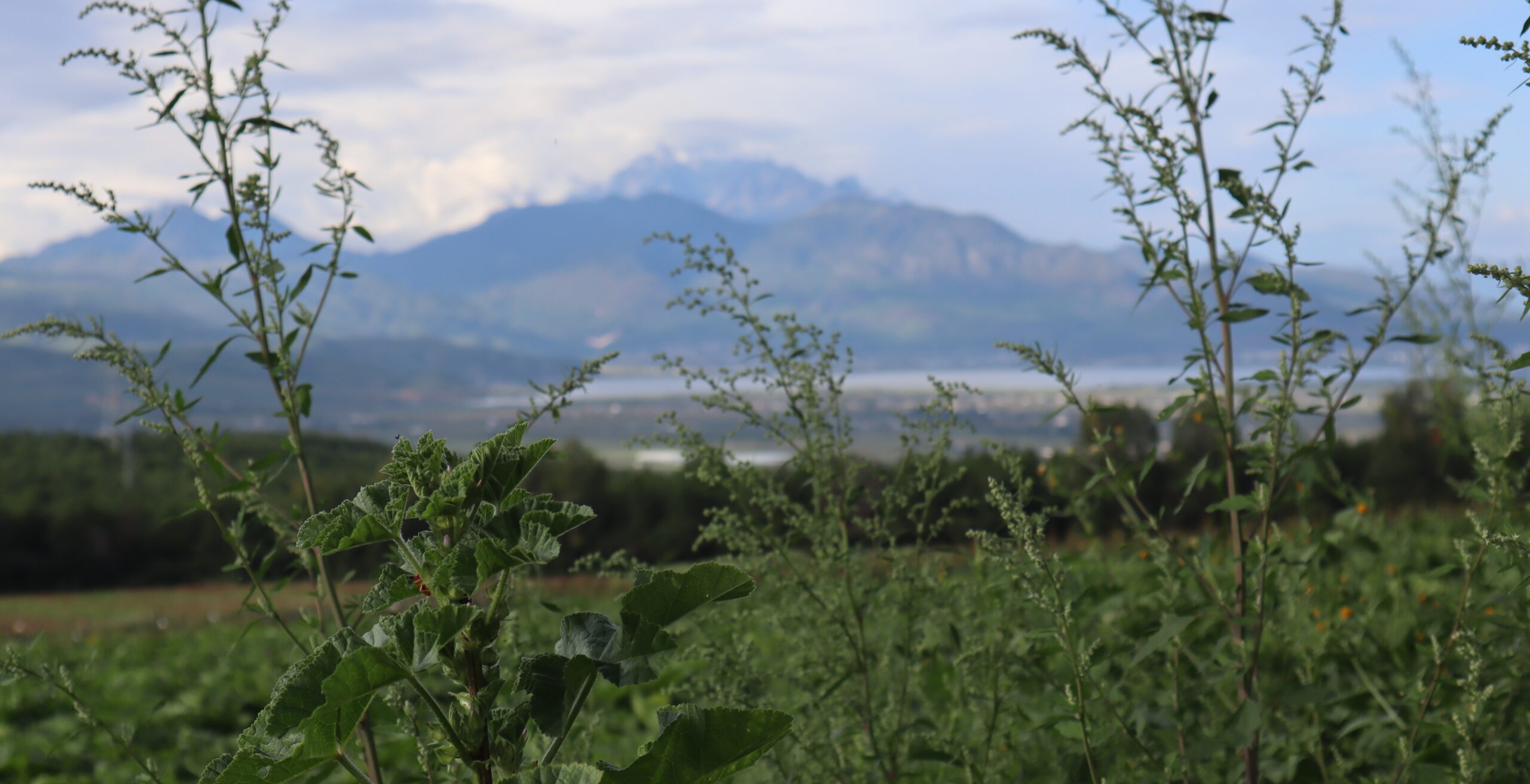 Too Little Time: Glimpses of Yunnan